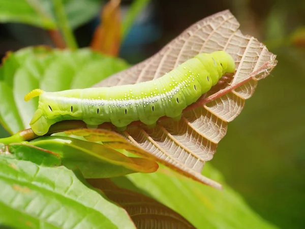 Big Green Caterpillars Leaves Pests Eat Damage — Fotografia de Stock