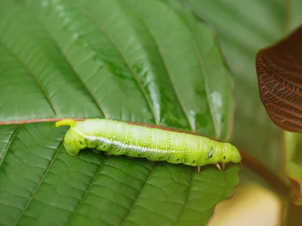 Big Green Caterpillars Leaves Pests Eat Damage — Stock fotografie