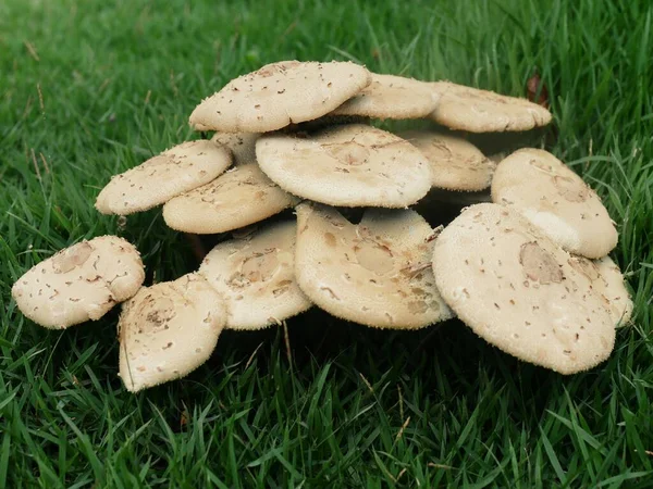 Mushrooms Spawned Middle Green Lawn — Stock Photo, Image
