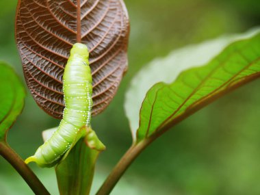 Büyük yeşil tırtıllar. Yaprakların üzerinde zararlılar yer ve zarar verir..