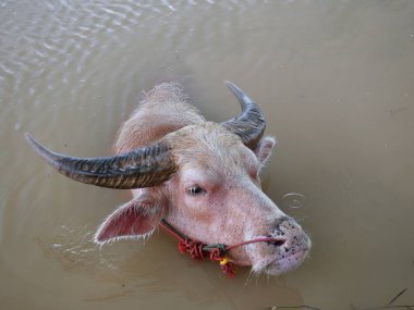 Water buffalo in the canal to cool off.