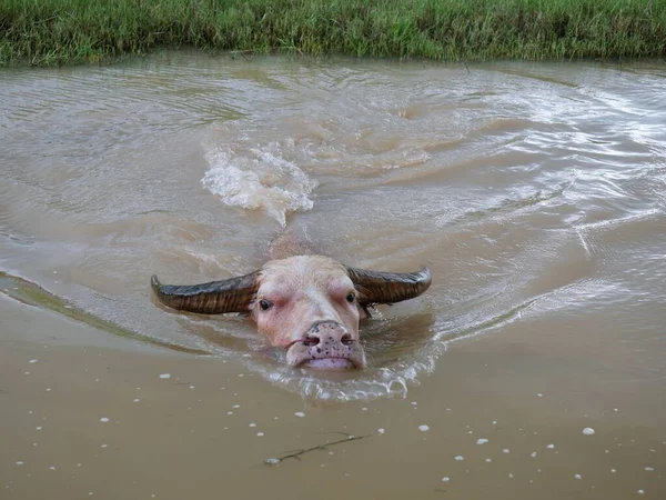 Water buffalo in the canal to cool off.