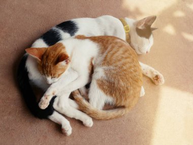 cute cats hug Shows warmth, intimacy, trust, cheerfulness.