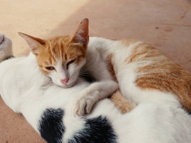 cute cats hug Shows warmth, intimacy, trust, cheerfulness.
