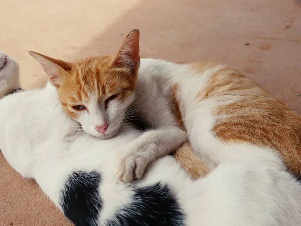 Cute Cats Hug Shows Warmth Intimacy Trust Cheerfulness — Zdjęcie stockowe