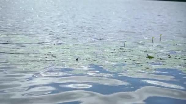 Water lilies on the surface of the water. River, lake or pond. — Stockvideo