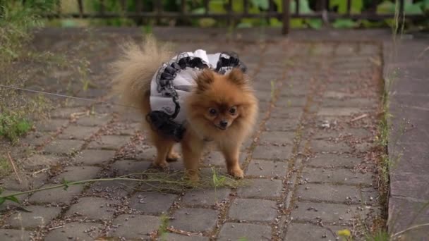 Evcil bir hayvan, siyah beyaz etek ya da elbise giymiş Spitz köpeği. Giysiler. — Stok video