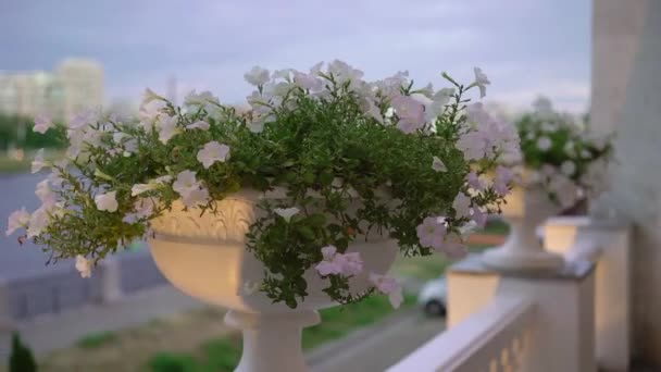 Ροζ λευκά λουλούδια με πράσινο σε ένα παρτέρι, βάζο, κατσαρόλα στο μπαλκόνι έξω. — Αρχείο Βίντεο