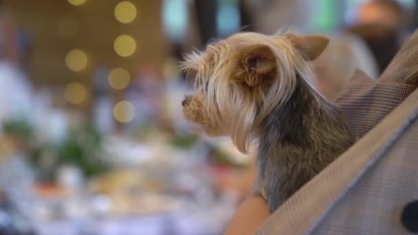 Yorkshire Terrier in bosom of the owner. Young woman holds a small dog in arms. — Stok video