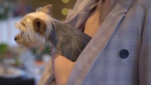 Yorkshire Terrier in bosom of the owner. Young woman holds a small dog in arms. — Stok video