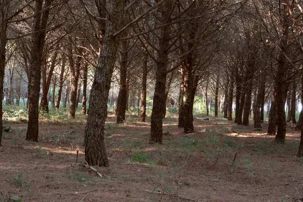 Bosque Pino Muchos Pinos Altos Que Crecen Bosque Suelo — Foto de Stock