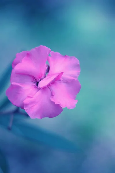 Liten Vild Nejlika Blomma Diantus Sylvestris Zeus Blomma — Stockfoto