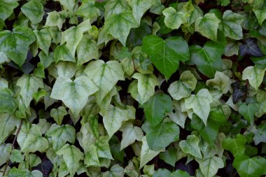 Sarmaşık bitkileri arka planda. Evergreen fundalığı hedera sarmaşığı. Çok güzel bir yeşil bahçe bitkisi. Yaygın bir sarmaşık duvarı. İngiliz sarmaşığının yemyeşil yapraklarının yakın plan fotoğrafı. Ayrıca Avrupa sarmaşığı, İngiliz sarmaşığı veya sarmaşığı olarak da bilinir..