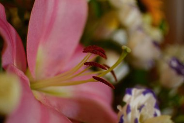 Lilium orientalis. Lilium orientalis, Star Lily. Pembe zambak..