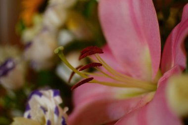 Lilium orientalis. Lilium orientalis, Star Lily. Pembe zambak..