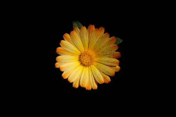 Marigold Flower Marigold 꽃검은 배경에 Yellow Marigold 과작은 물방울 배경에 — 스톡 사진