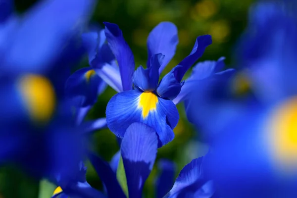 Blaue Magische Irisblume — Stockfoto