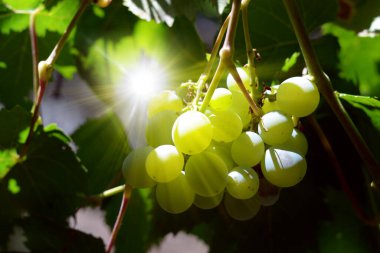 Yeşil bir üzüm görüntüsü. Tarımın soyut bir geçmişi var. Lezzetli üzüm bağları. Gıda konsepti. Üzüm hasadı. Mavi üzümler..