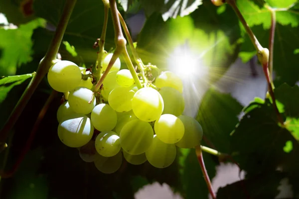 Image Green Grape Abstract Background Agriculture Juicy Delicious Grape Vine — Stock Photo, Image