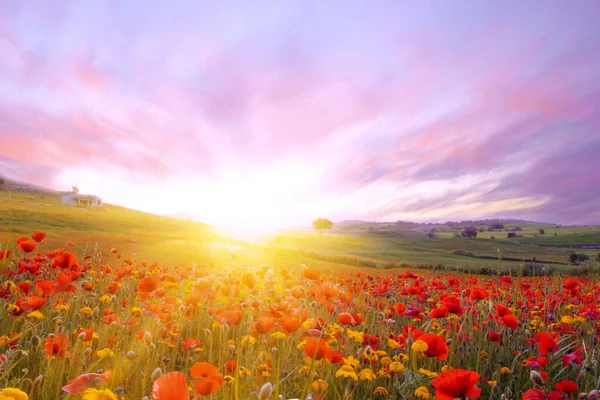 Strahlender Sonnenaufgang Auf Dem Mohnfeld Rote Mohnblumen Licht Der Untergehenden — Stockfoto