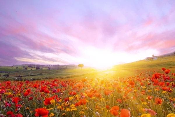 Nascer Sol Brilhante Campo Papoila Papoilas Vermelhas Luz Pôr Sol — Fotografia de Stock