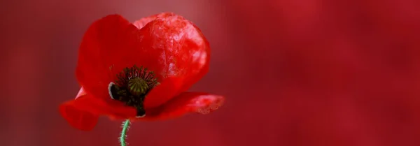Ein Mohn Auf Rotem Hintergrund Papaver Rhoeas Poppy Light Poppy — Stockfoto