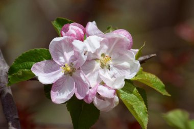 Bahar Dalı Elma Çiçekleri