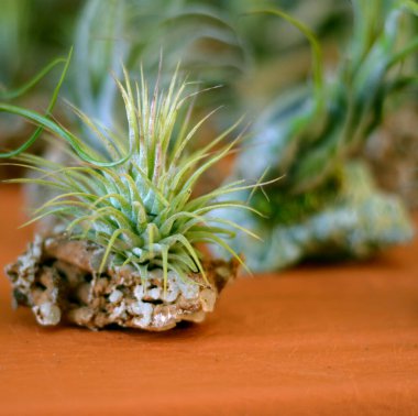 Tillandsia İyonantha 'nın kaya yüzeyini kapatın. Bromeliad.