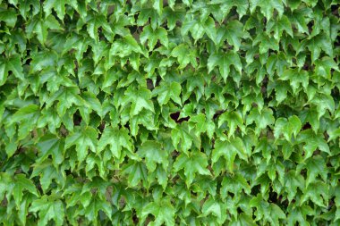 Hedera, hep yeşil duvarlara tırmanıyor. Duvarda yeşil sarmaşık sarmaşıkları. Evergreen dağcısı..