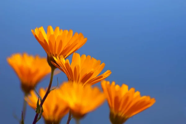 Close Calêndula Selvagem Officinalis Wild Marigold Flowers Marigold Jardim Flores — Fotografia de Stock
