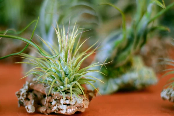 Tillandsia İyonantha 'nın kaya yüzeyini kapatın. Bromeliad.