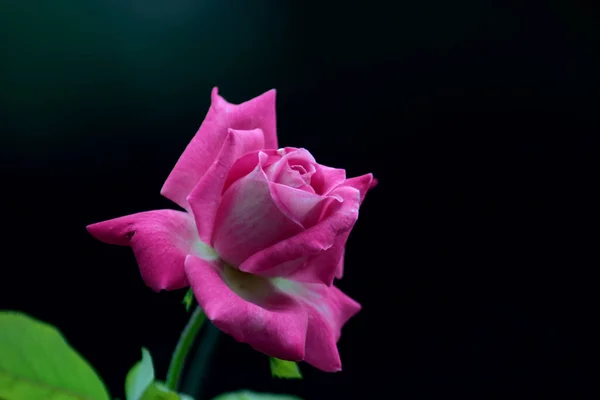 Rosa Híbrida Del Hermosa Rosa Rosa Sobre Fondo Negro — Foto de Stock