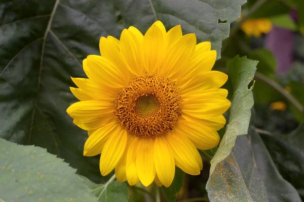 Tournesols Dans Champ Par Une Journée Ensoleillée Champ Tournesols Tournesols — Photo