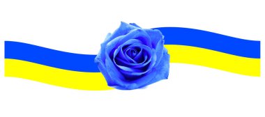 Pembe mavi ve Ukrayna bayrağı. Güzel Ukrayna bayrağı. Sembol, poster, Ukrayna ulusal bayrağı. Mavi bir gül ile Ukrayna bayrağı. Ukrayna Rusya çatışma sembolü. 