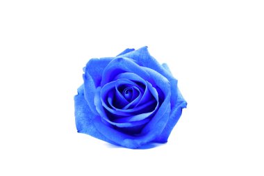 Beyaz arkaplandaki mavi gülü kapat. Mavi gül beyaz arkaplanda izole edilmiş. Mavi gül, güzellik kraliçesi..