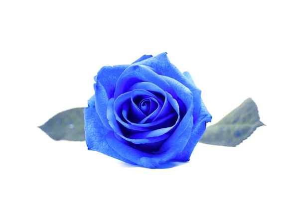 Gros Plan Rose Bleue Sur Fond Blanc Rose Bleue Isolée — Photo