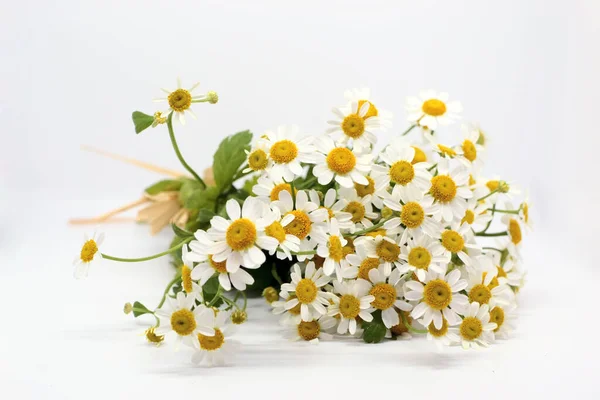 Camomila Flower Bouquet Feverfew Fundo Branco Camomila Flores Fundo Branco Fotografia De Stock