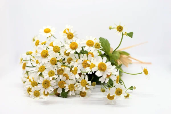 Camomila Flower Bouquet Feverfew Fundo Branco Camomila Flores Fundo Branco Fotografias De Stock Royalty-Free