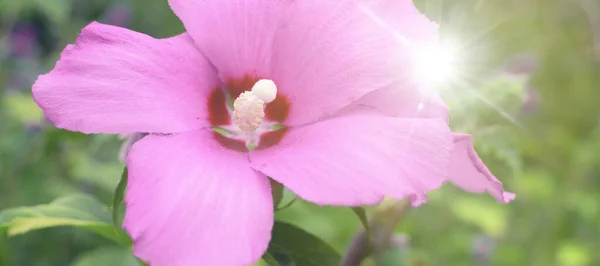 Blauer Hibiskus Nahaufnahme Einer Blauen Hibiskusblüte — Stockfoto