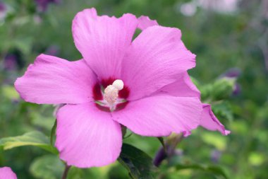 Mavi bir amber çiçeği. Mavi bir amber çiçeğine yakın plan..