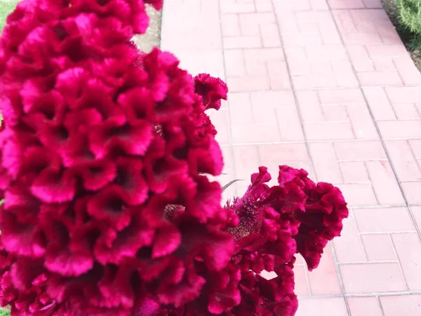 Snäckskal Korallblommor vÃ ¤xer i trÃ ¤dgÃ ¥rden mot en bakgrund av grÃ ¶ nt grÃ ¤s och cypresser Buske rosor i ljusa korall fÃ ¤rg, romantik och blommig design koncept,. Kreativ konst abstrakt av vackra — Stockfoto