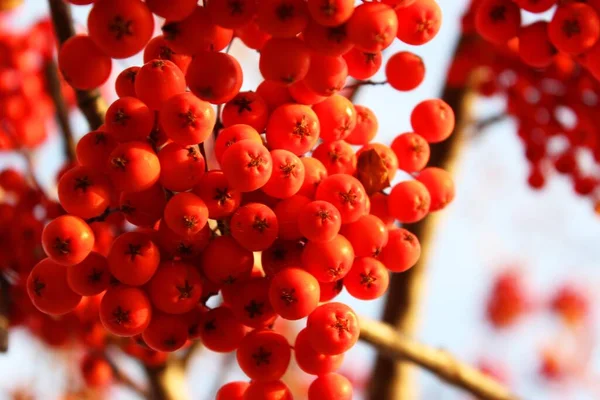 Racimos rojos de ceniza de montaña en ramas de arbusto bayas rojas de otoño en un árbol contra un cielo azul brillante racimos de ceniza roja de montaña en un árbol desnudo en otoño o invierno. Bush con bayas rojas mojadas — Foto de Stock