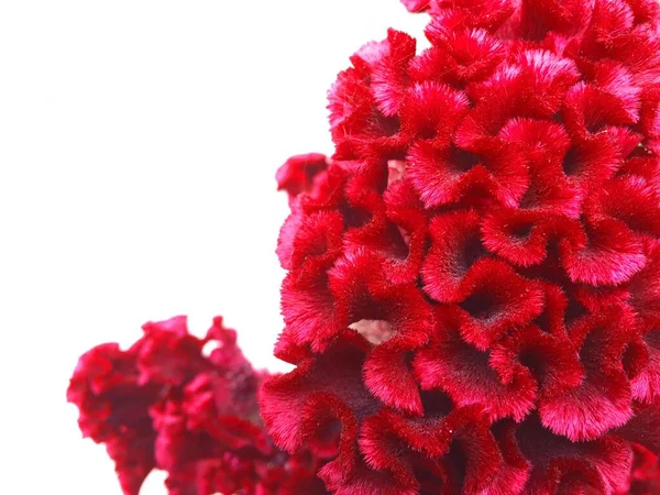 Muscheln Korallenblumen wachsen im Garten vor einem Hintergrund aus grünem Gras und Zypressen Strauchrosen in heller Korallenfarbe, Romantik und floralem Designkonzept,. Kreative Kunst abstrakt von schön — Stockfoto