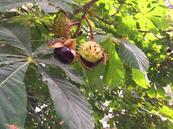 Branch of sweet chestnut with fruits and leaves. The sweet chestnut is the tree on which the edible chestnut grows, a nut that is traditionally roasted over an open fire in winter. Shiny brown — Stock Photo, Image