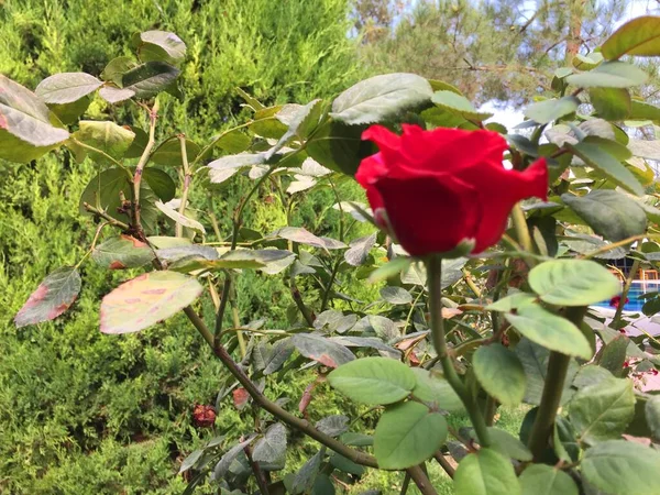 Röda rosor blommor vÃ ¤xer i trÃ ¤dgÃ ¥rden mot en bakgrund av grÃ ¶ nt grÃ ¤s och cypresser Buske rosor i ljusa korall fÃ ¤rg, romantik och blommig design koncept,. Kreativ konst abstrakt av vackra växter — Stockfoto