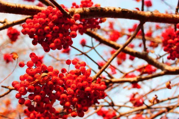 Cachos vermelhos de cinza de montanha em ramos de arbusto As bagas vermelhas de outono em uma árvore contra um céu azul brilhante Os ramos de cinza de montanha vermelha em uma árvore nua no outono ou inverno. Bush com bagas vermelhas molhadas — Fotografia de Stock