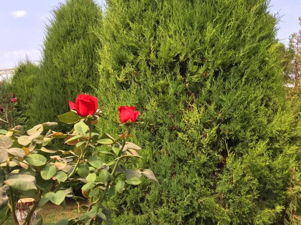 Röda rosor blommor vÃ ¤xer i trÃ ¤dgÃ ¥rden mot en bakgrund av grÃ ¶ nt grÃ ¤s och cypresser Buske rosor i ljusa korall fÃ ¤rg, romantik och blommig design koncept,. Kreativ konst abstrakt av vackra växter — Stockfoto