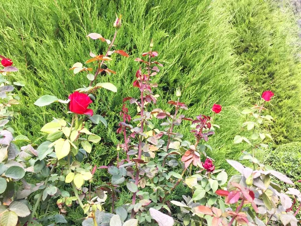 Rode roos bloemen groeien in de tuin tegen een achtergrond van groen gras en cipressen Struik rozen in heldere koraal kleur, romantiek en bloemen ontwerp concept,. Creatieve kunst abstract van mooie planten — Stockfoto