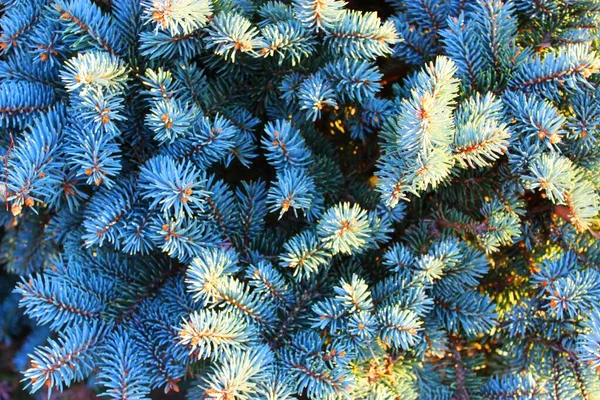 Abeto azul Árvore de Natal em um fundo branco neve. Fundo de Natal. belo fundo de inverno natural. ramos de pinheiro cobertos de neve. Ramo de árvore congelado na floresta de inverno. primeira neve — Fotografia de Stock