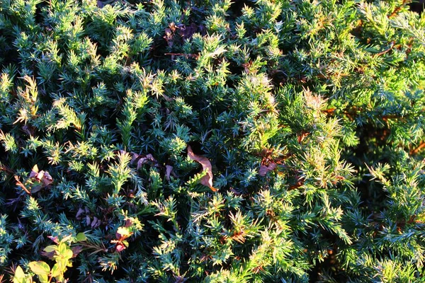 Abeto azul Árvore de Natal em um fundo branco neve. Fundo de Natal. belo fundo de inverno natural. ramos de pinheiro cobertos de neve. Ramo de árvore congelado na floresta de inverno. primeira neve — Fotografia de Stock